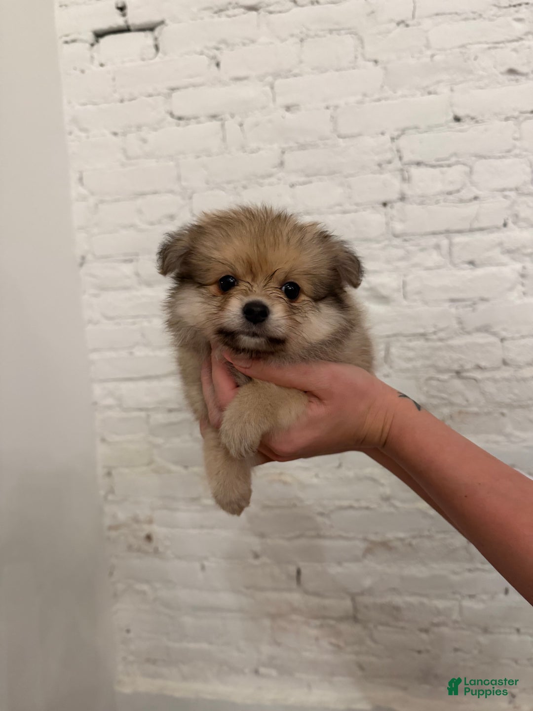Pomeranian dogs for sale: Dolly - Ad 3
