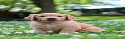 Golden Retriever dogs for sale: Willow - Ad 10