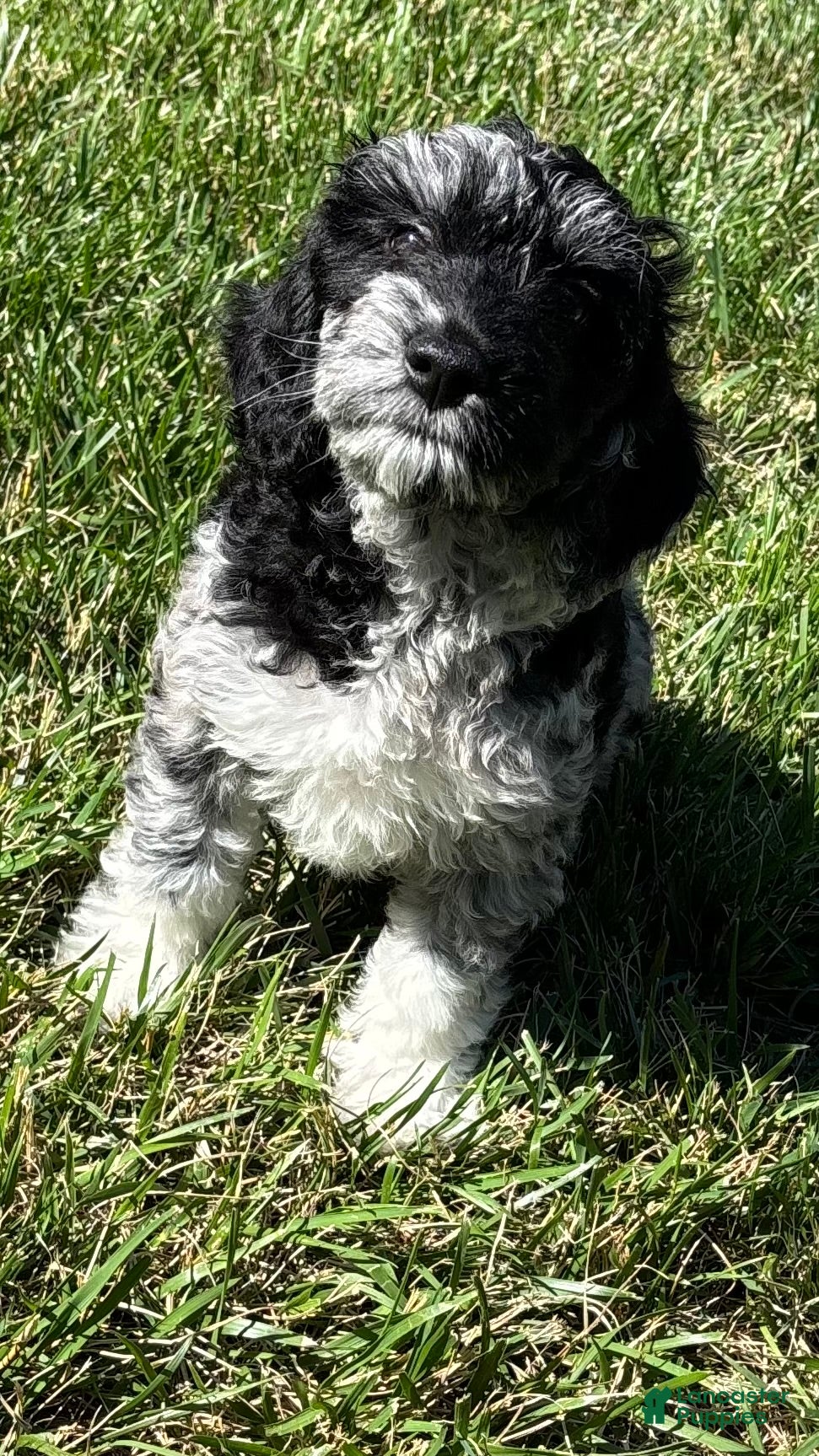 Goldendoodle dogs Luna  - Ad 2