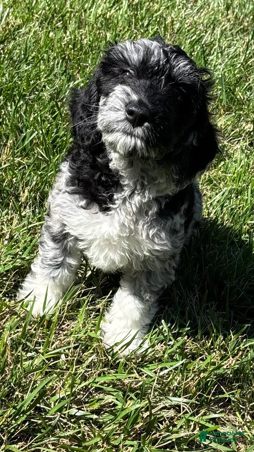 Goldendoodle dogs for sale: Luna  - Ad 2