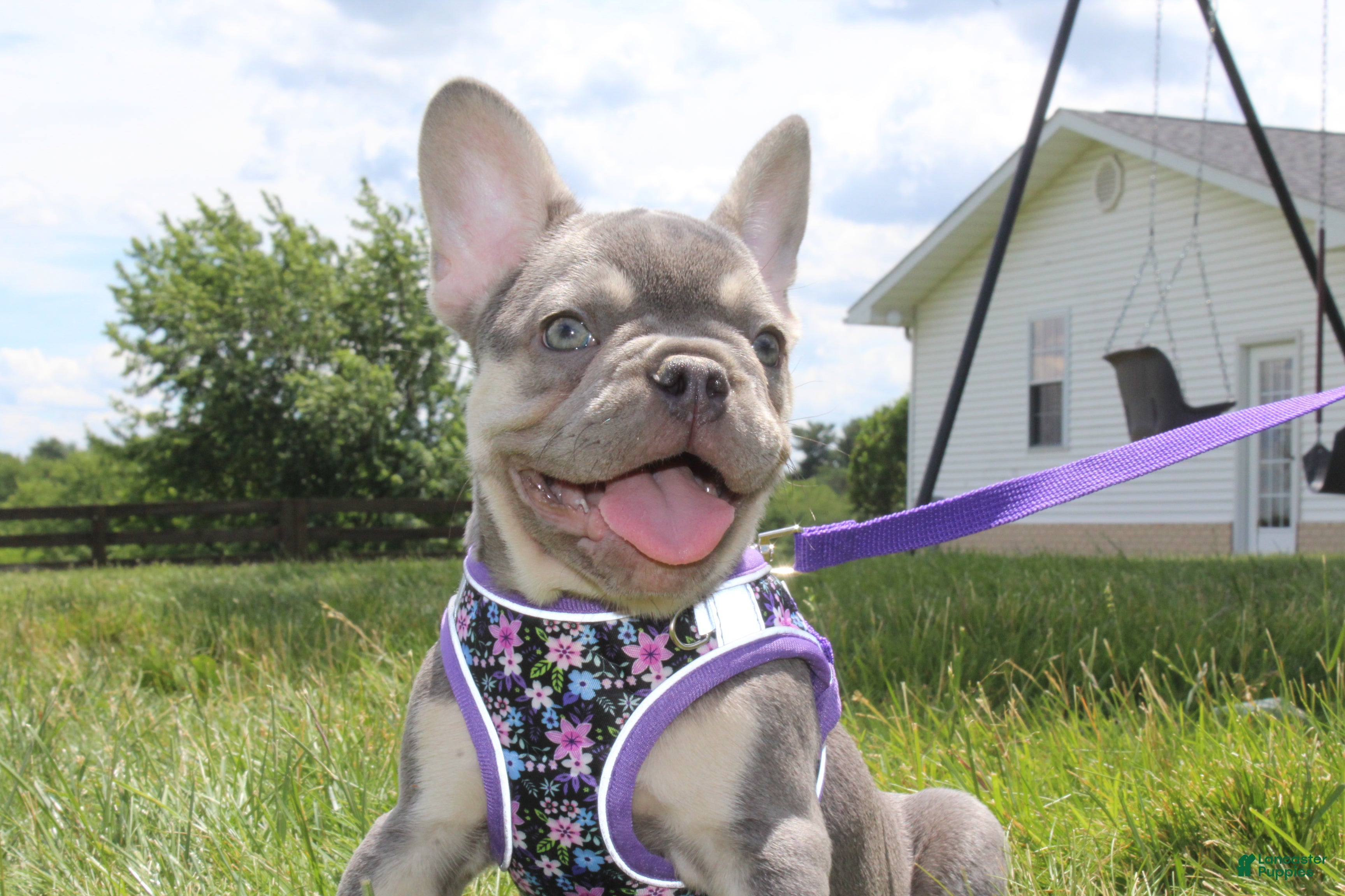 French Bulldog dogs AKC Harper - Ad 1