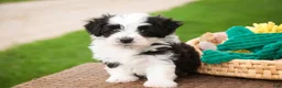 Havanese dogs for sale: Princeton - Ad 6