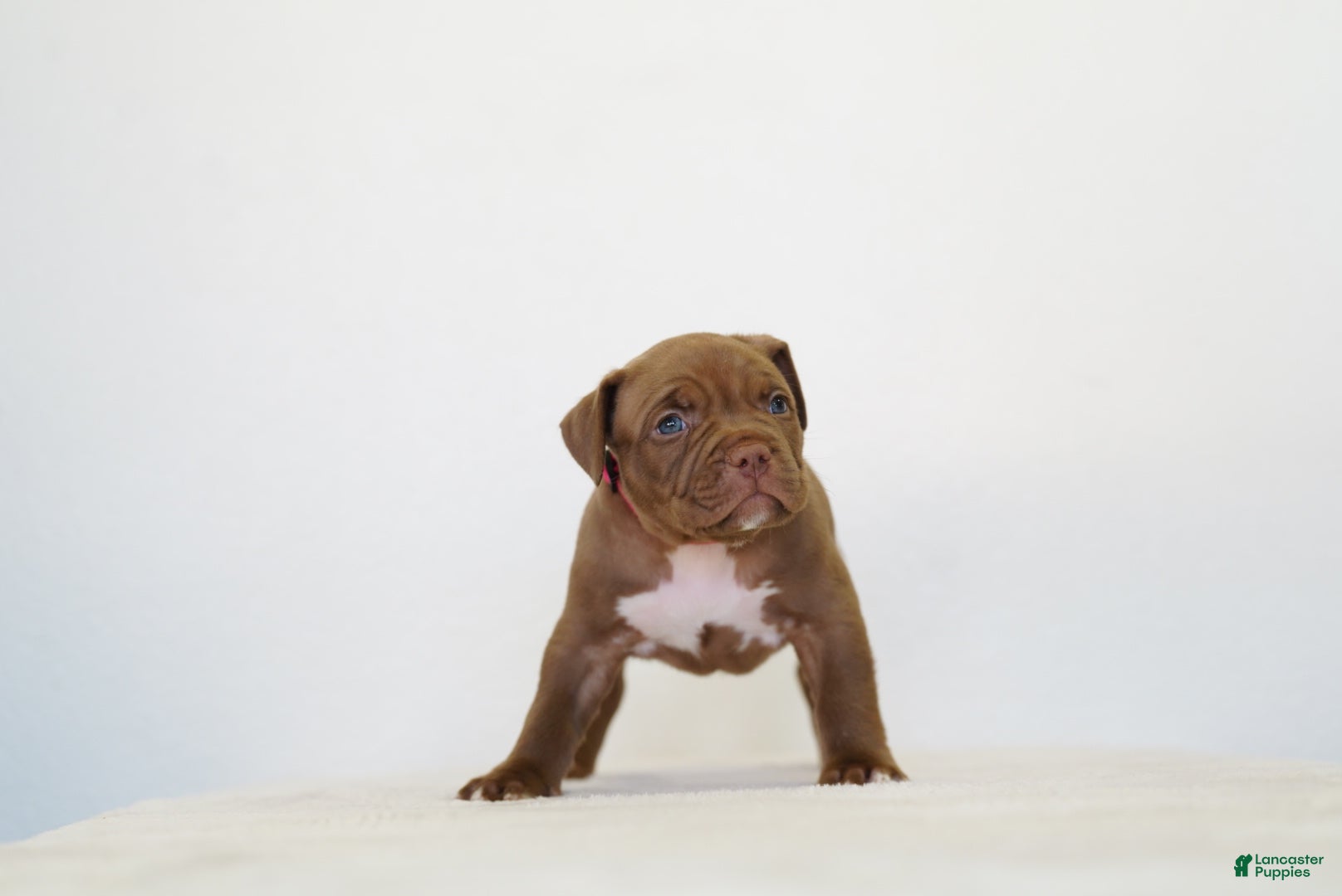American Bully dogs American Bully 6 - Ad 1