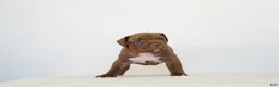 American Bully dogs for sale: American Bully 6 - Ad 1
