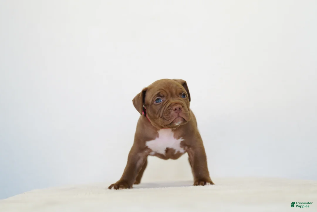 American Bully dogs for sale: American Bully 6 - Ad 1