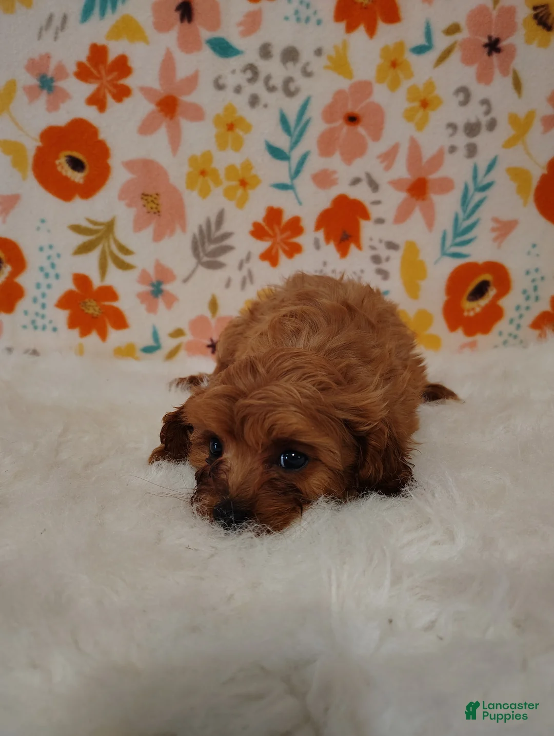 Cavapoo dogs for sale: Layla - Ad 8