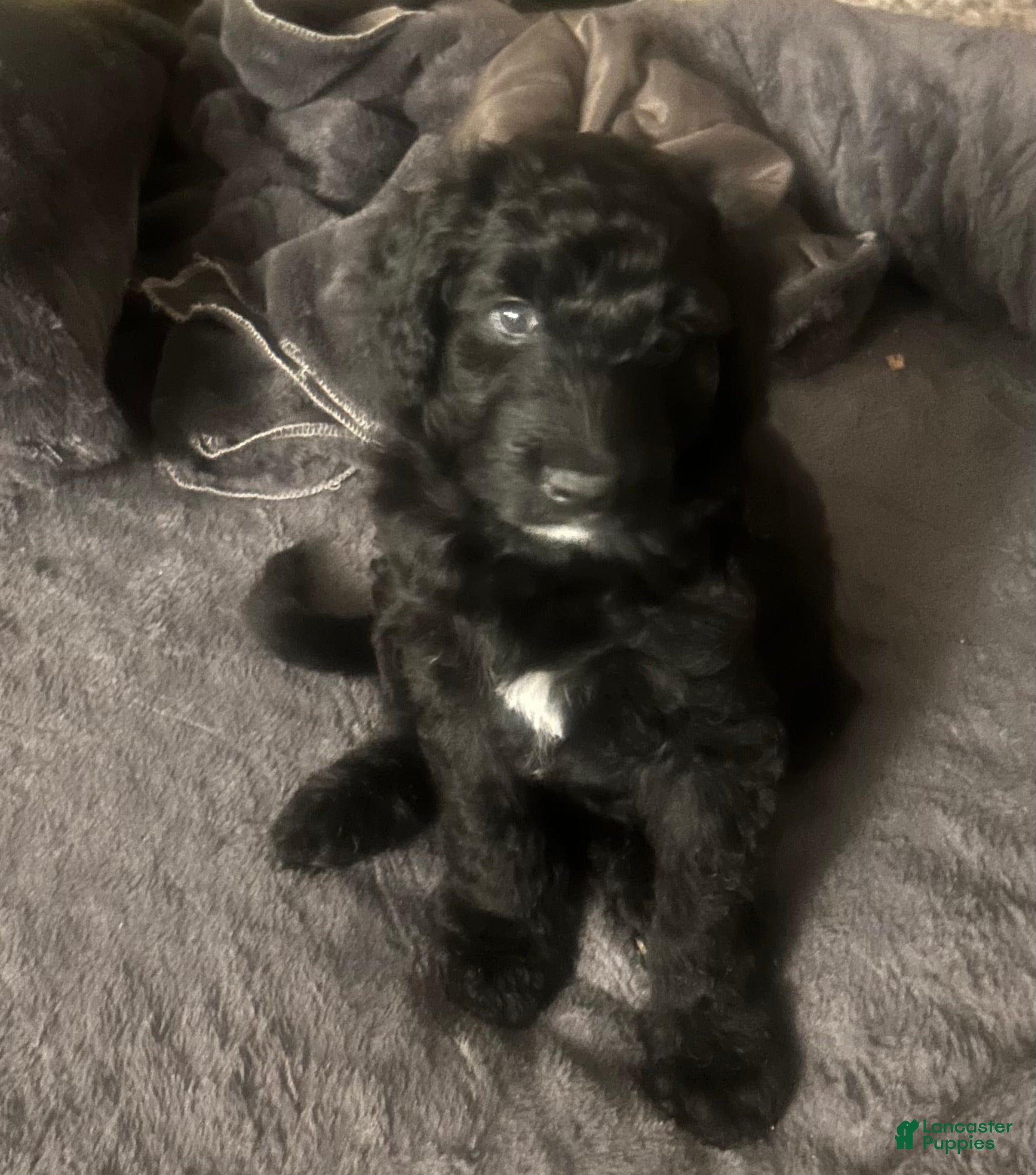Aussiedoodle dogs Lucky  - Ad 1