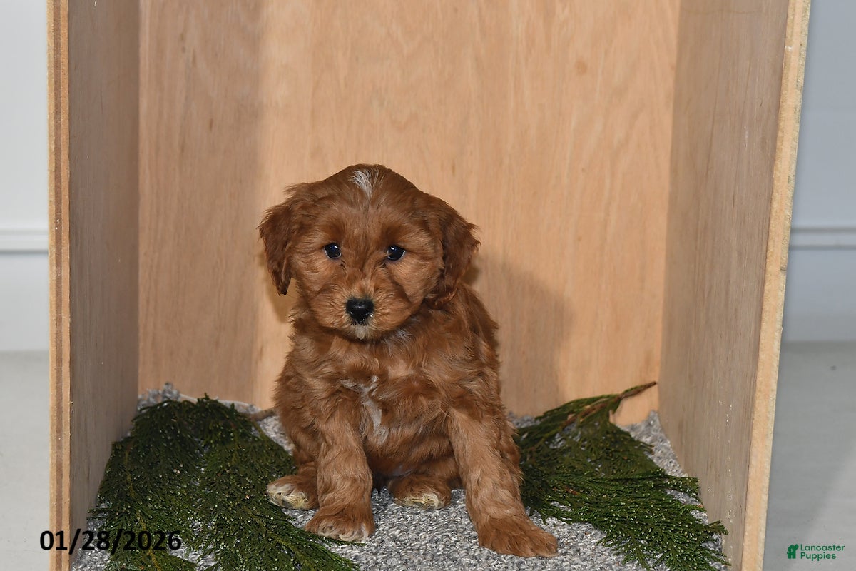 Mini Goldendoodle dogs Molly - Ad 38