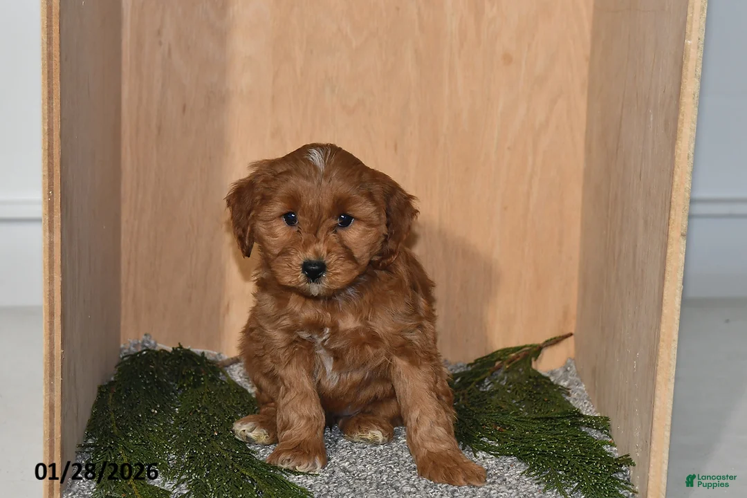 Mini Goldendoodle dogs for sale: Molly - Ad 1
