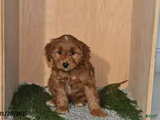 Mini Goldendoodle dogs Molly - Ad 38