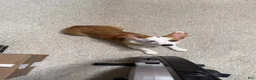 Welsh Corgi Pembroke dogs for sale: Welsh Corgi Pembroke 3 - Ad 3