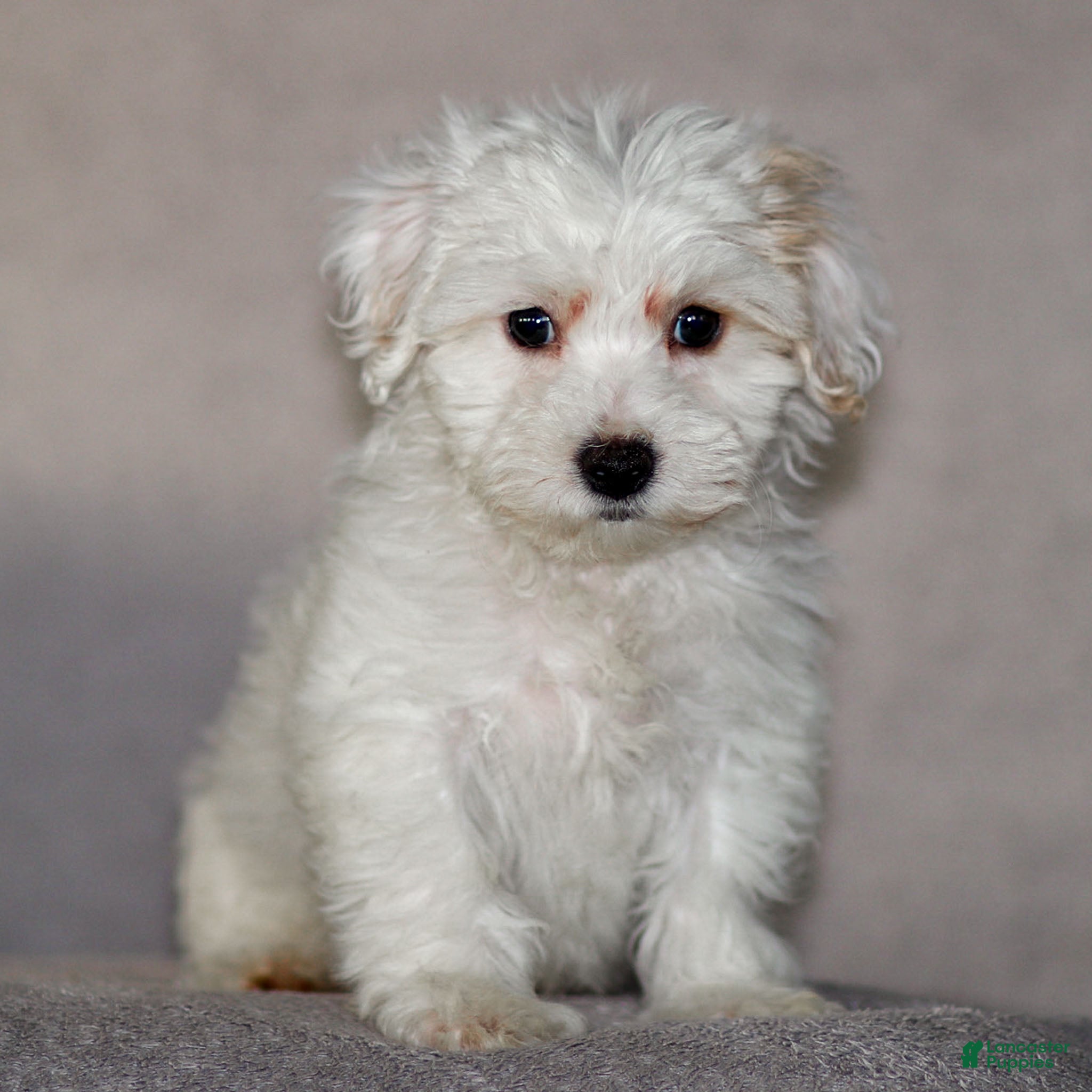 Maltipoo dogs Sarge - Ad 34