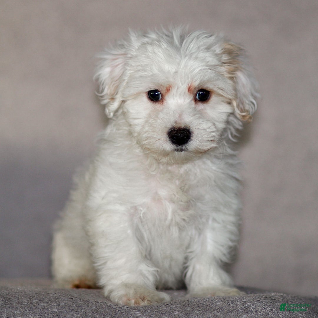 Maltipoo dogs for sale: Sarge - Ad 1