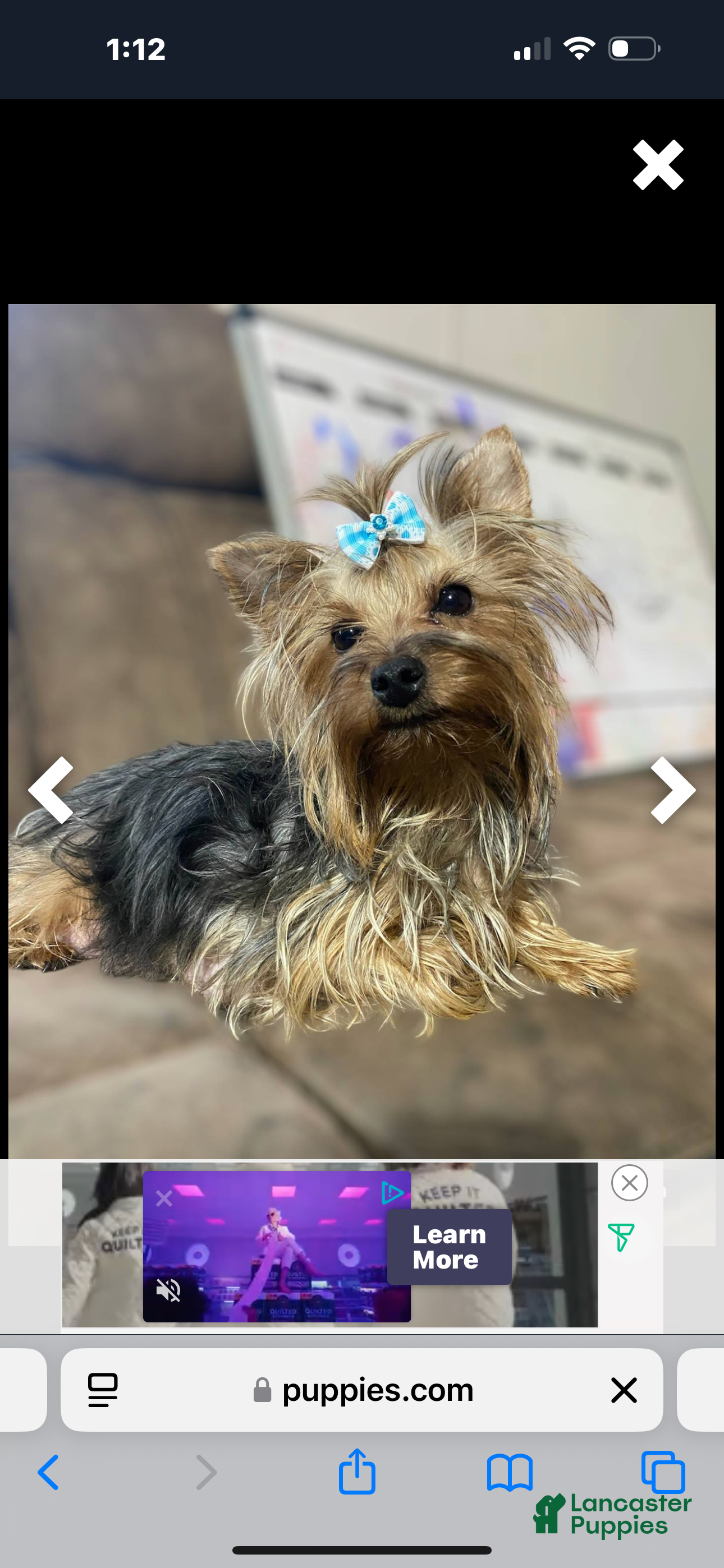 Yorkshire Terrier dogs Boy 1 - Ad 2