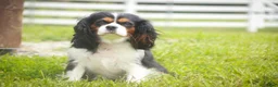 Cavalier King Charles Spaniel dogs for sale: Lars - Ad 11