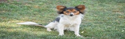 Papillon dogs for sale: Becky - Ad 6