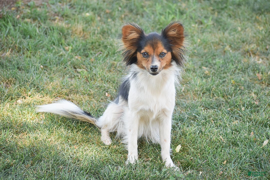 Papillon dogs for sale: Becky - Ad 6