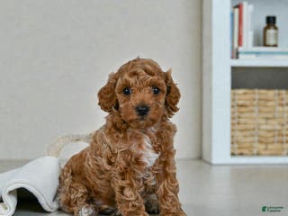 Miniature Poodle dogs BARNEY - Ad 16