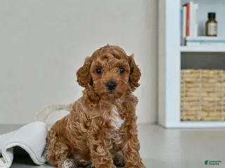Miniature Poodle dogs BARNEY - Ad 27