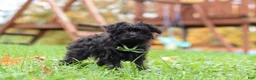Yorkiepoo dogs for sale: Randall - Ad 4