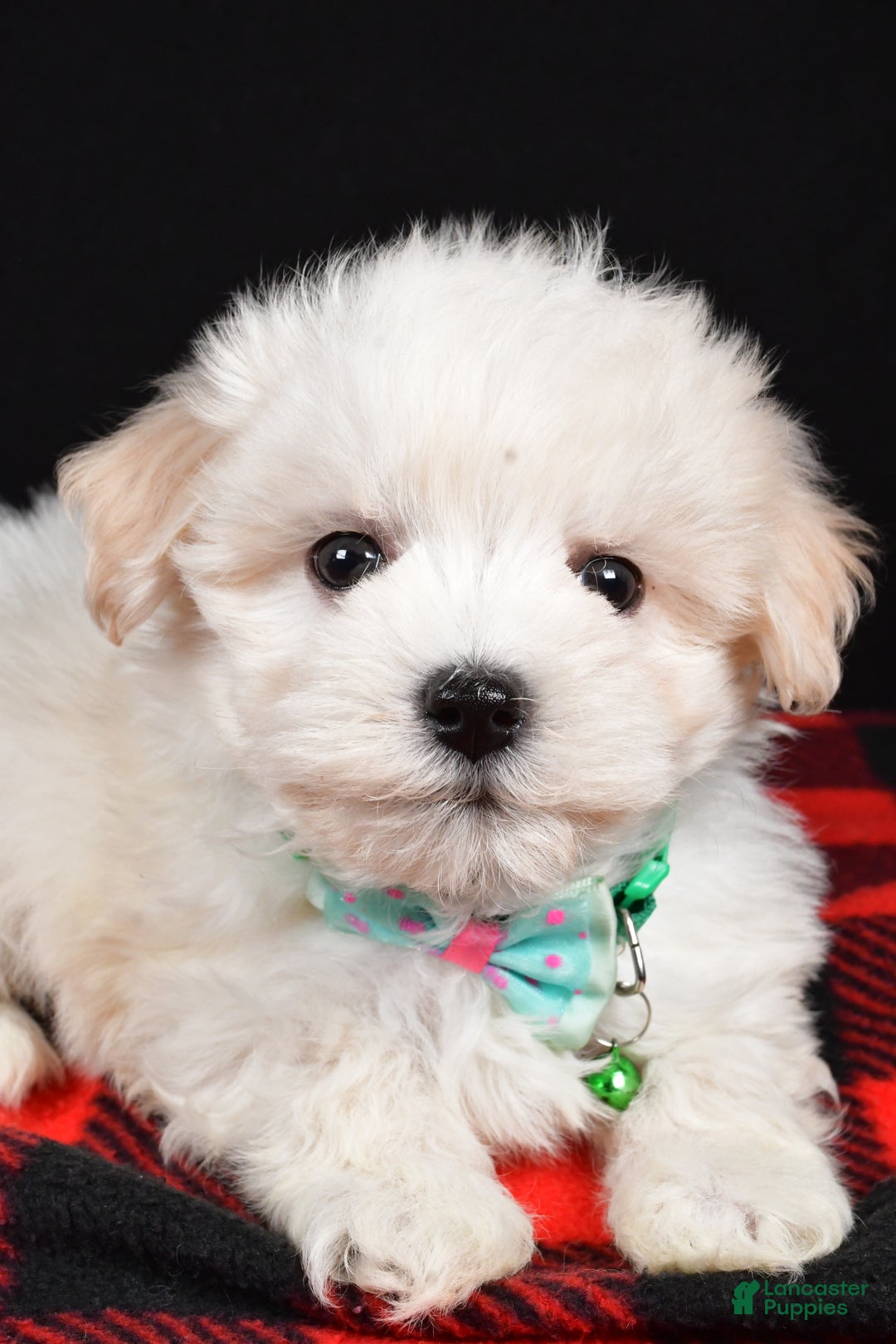 Maltipoo dogs for sale: Manny - Ad 2