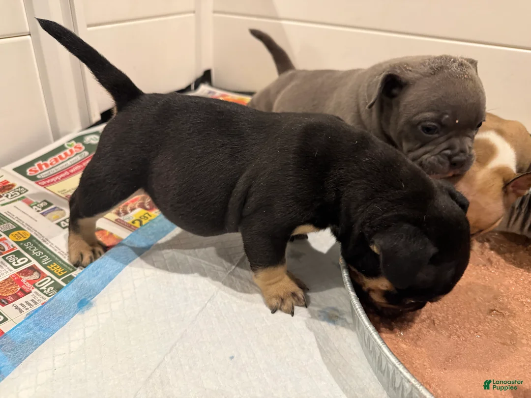 American Bully dogs for sale: American Bully Puppy 4 - Ad 1