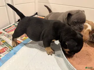 American Bully dogs American Bully Puppy 4 - Ad 33