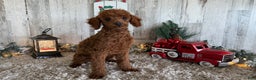 Toy Poodle dogs for sale: Penny - Ad 3