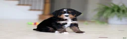 Mini Bernedoodle dogs for sale: Mia - Ad 3