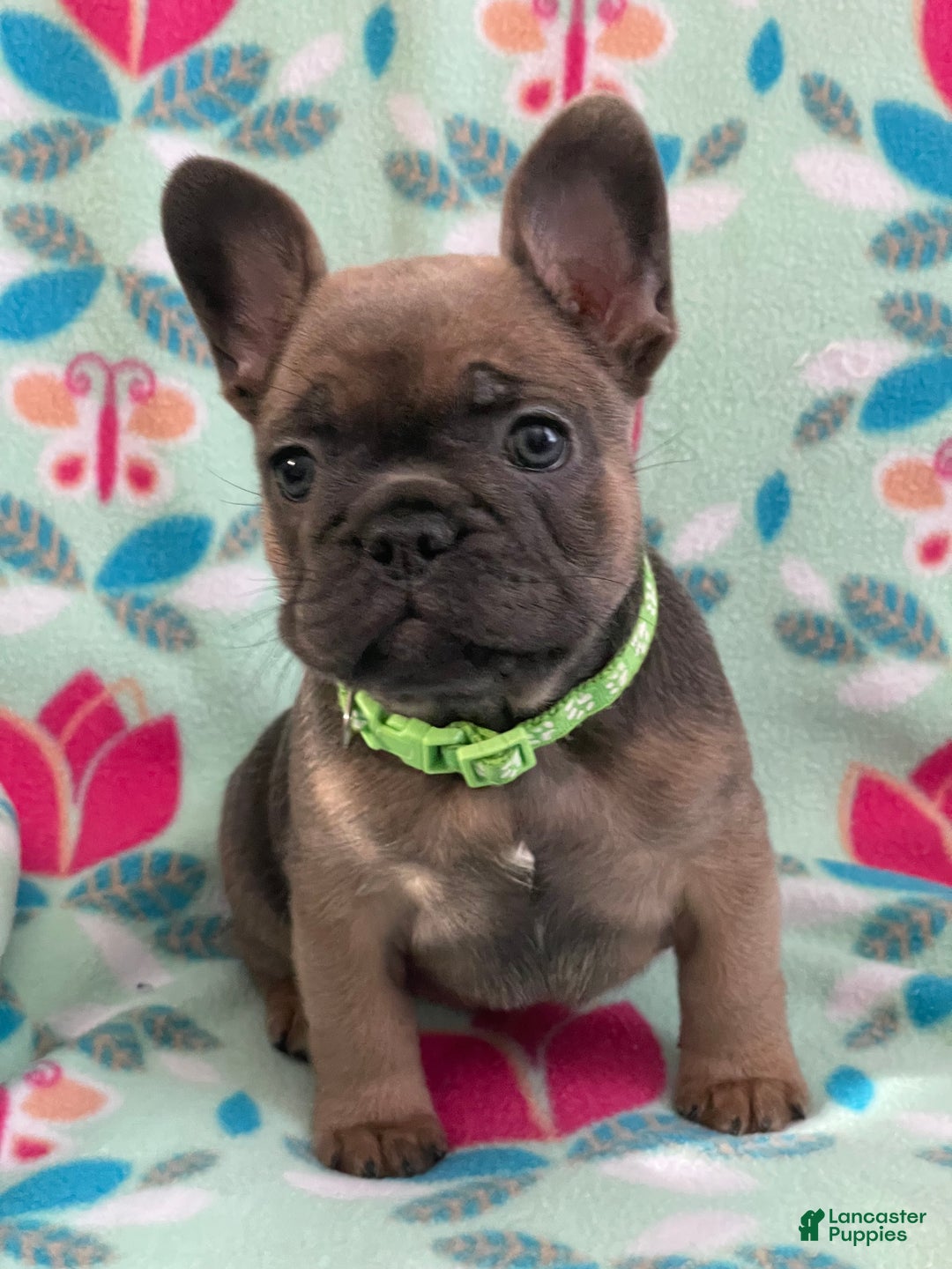 French Bulldog dogs for sale:  Puppy 2 - Ad 3