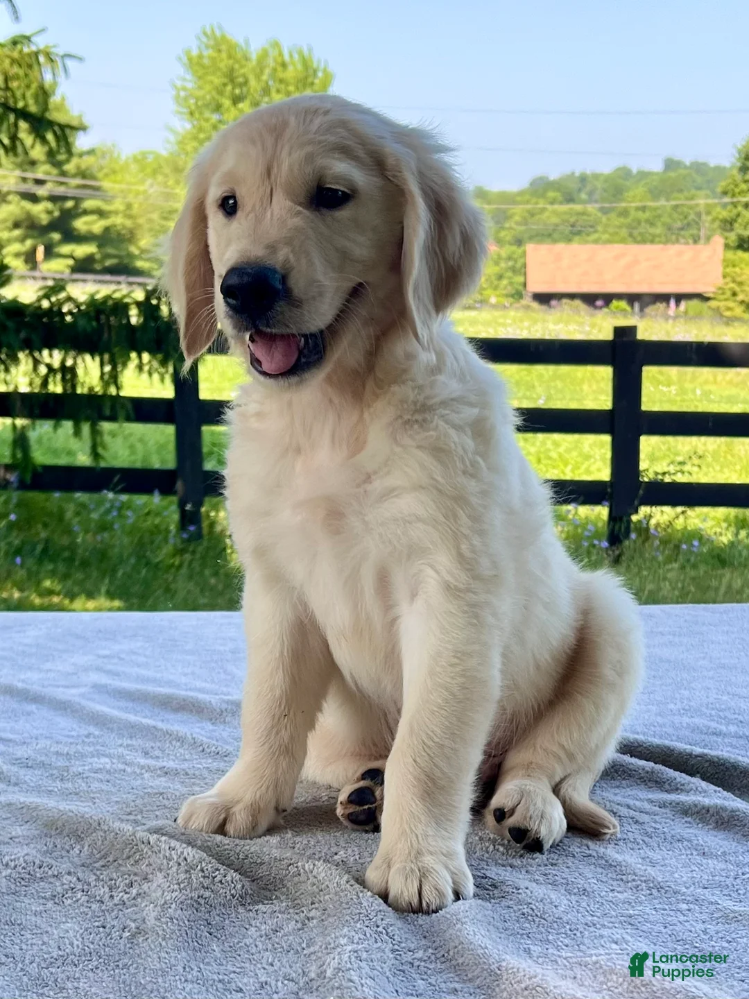 Golden Retriever dogs for sale: Otis - Ad 2