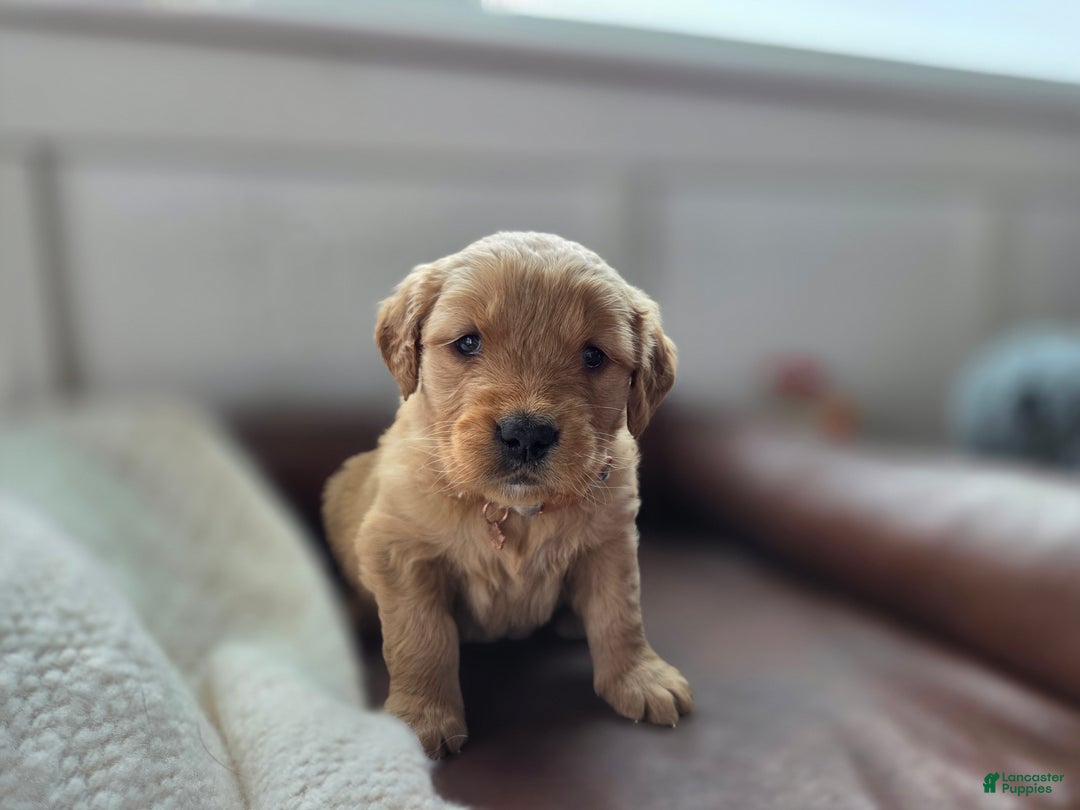 Golden Retriever dogs for sale: Sierra - AKC - Ad 3