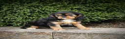 Cavalier King Charles Spaniel dogs for sale: Zane - Ad 2
