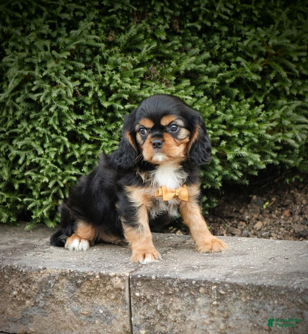 Cavalier King Charles Spaniel dogs for sale: Zane - Ad 2