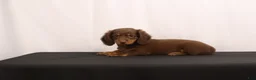 Dachshund dogs for sale: Ginger - Ad 11