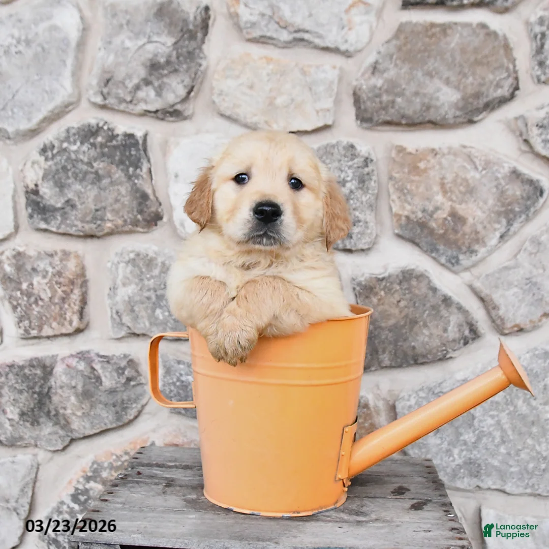 Golden Retriever dogs for sale: Dexter - Ad 2