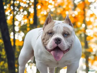 American Bully dogs American Bully 1 puppies - Ad 7