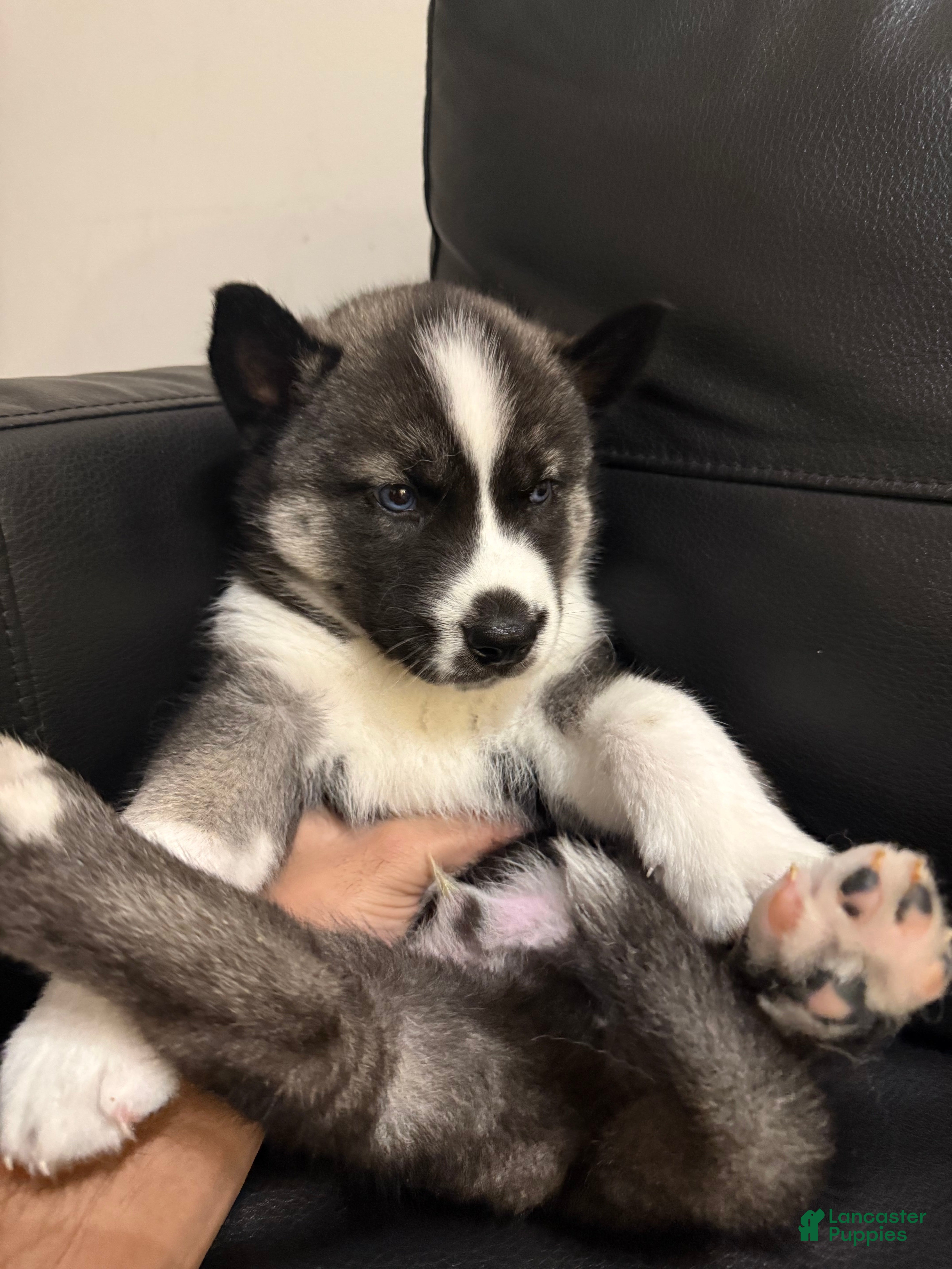 Siberian Husky dogs Florida Man - Ad 1