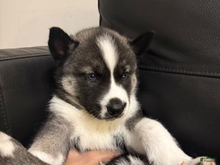 Siberian Husky dogs Florida Man - Ad 1