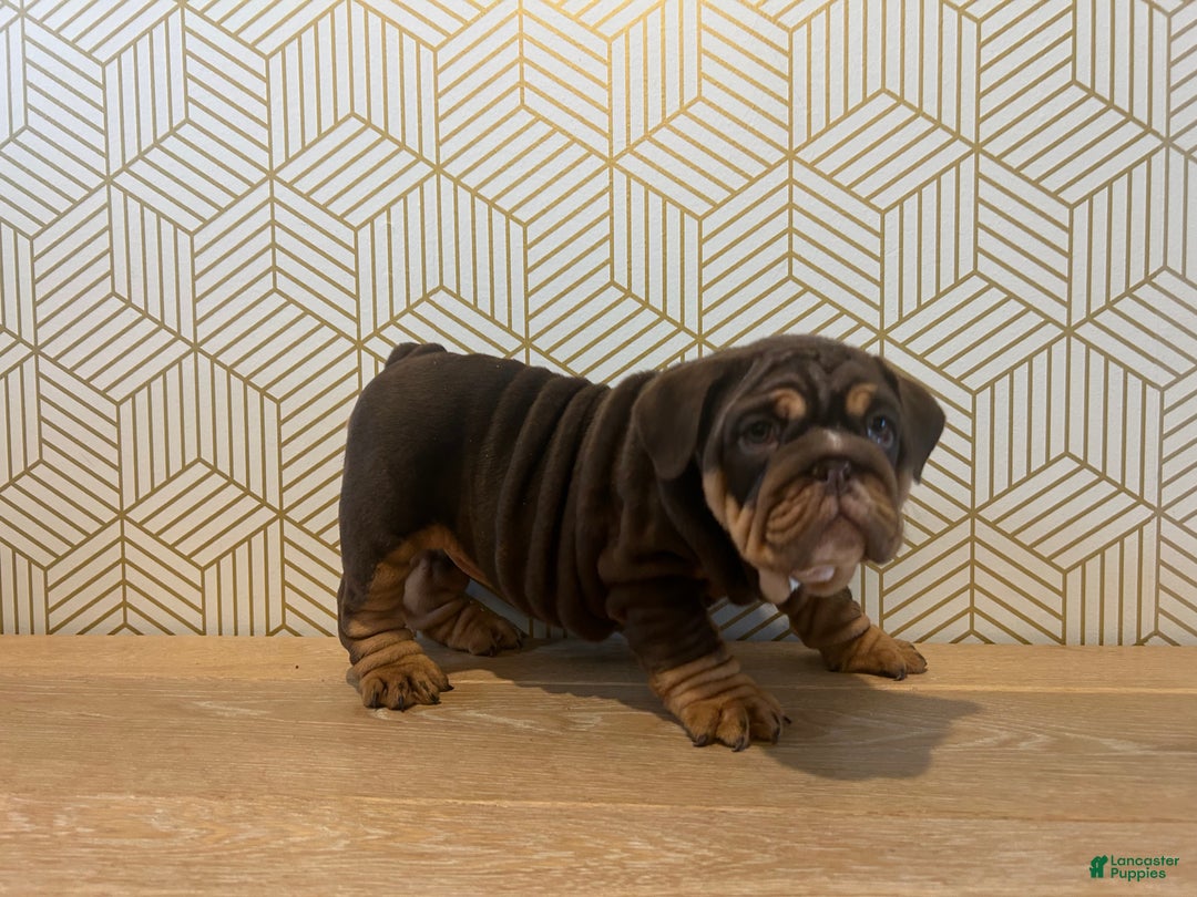 English Bulldog dogs for sale: Lily - Ad 5