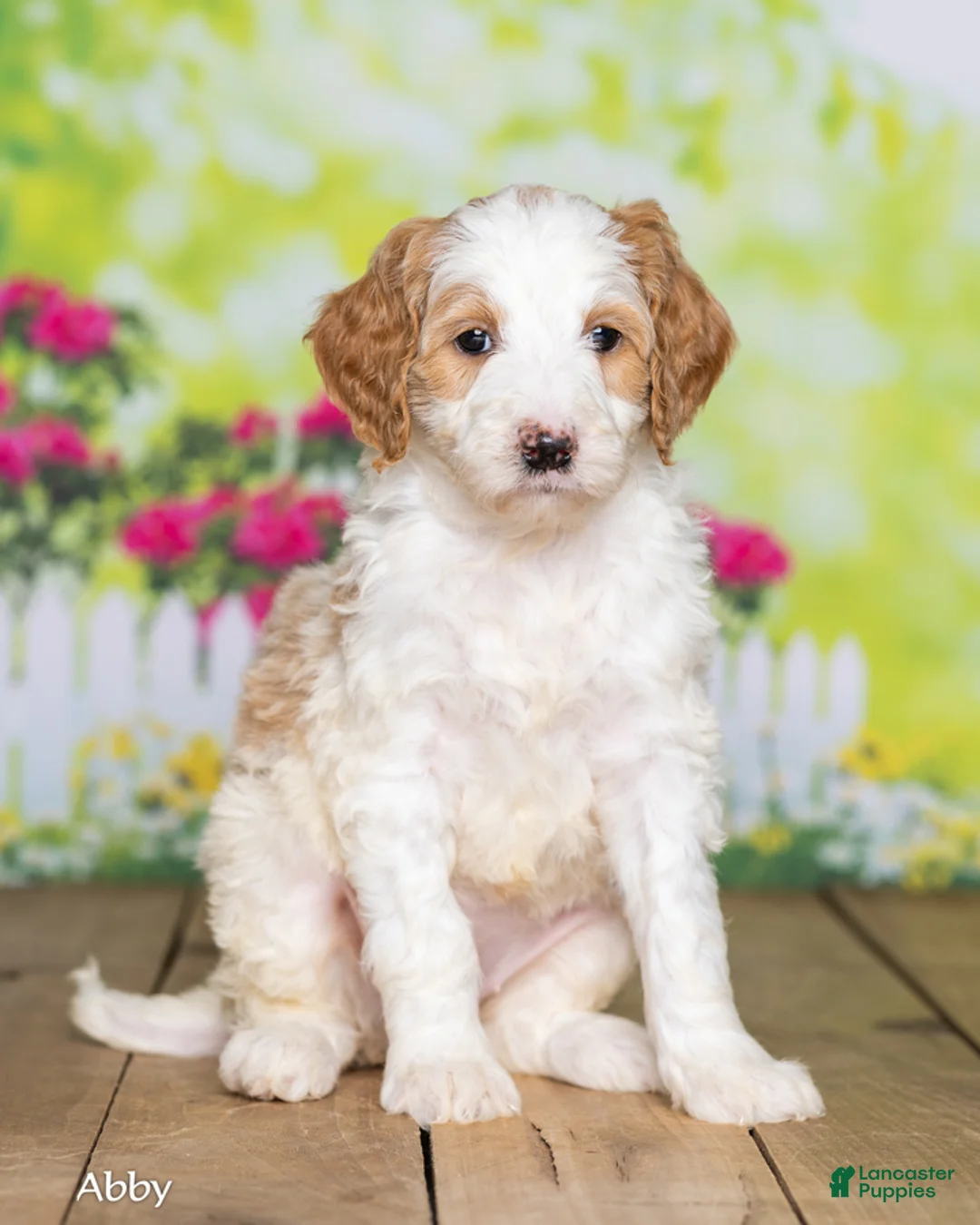 Goldendoodle dogs for sale: Abby - Ad 2