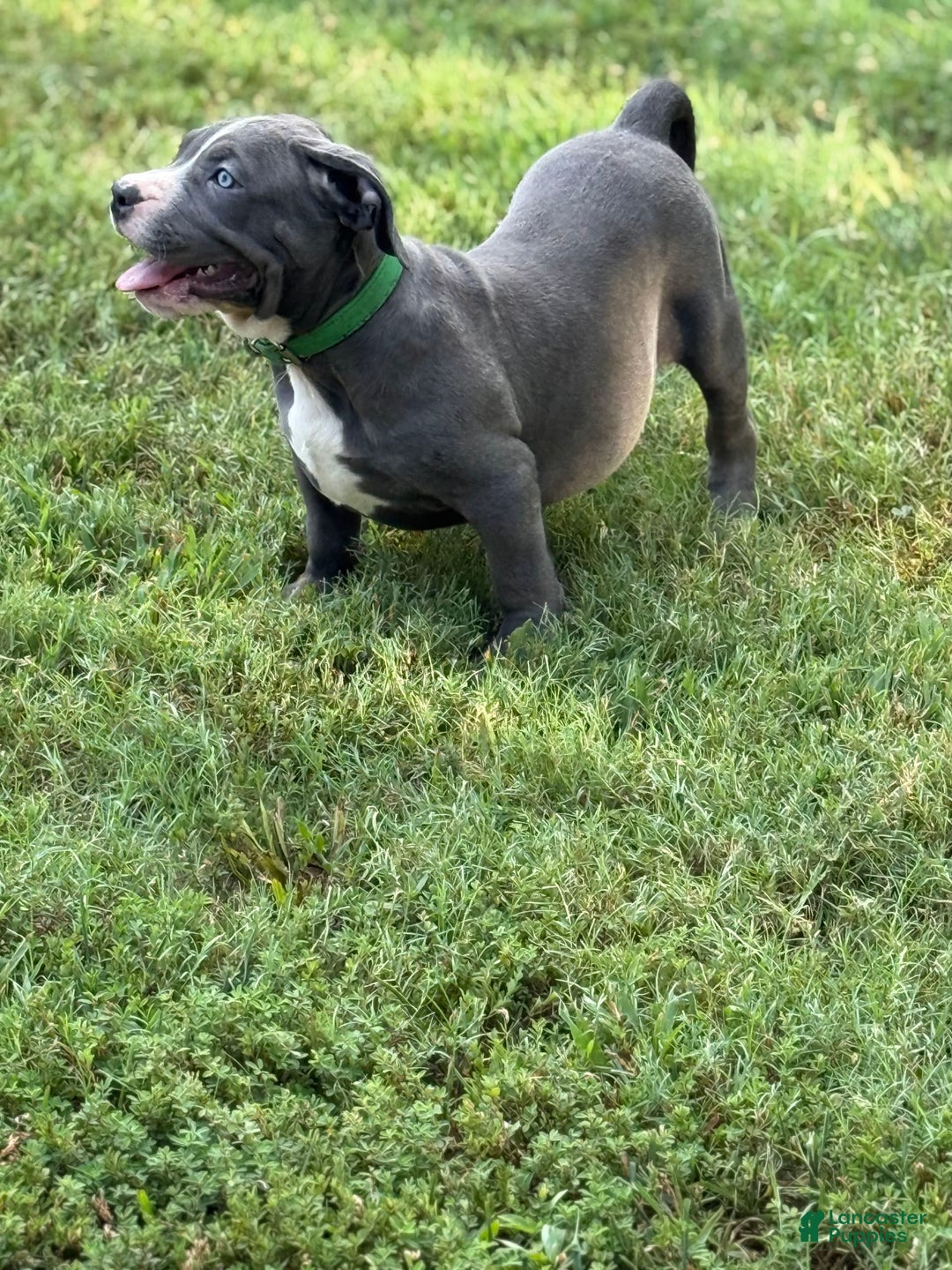 American Bully dogs for sale: American Bully 4 puppies - Ad 20
