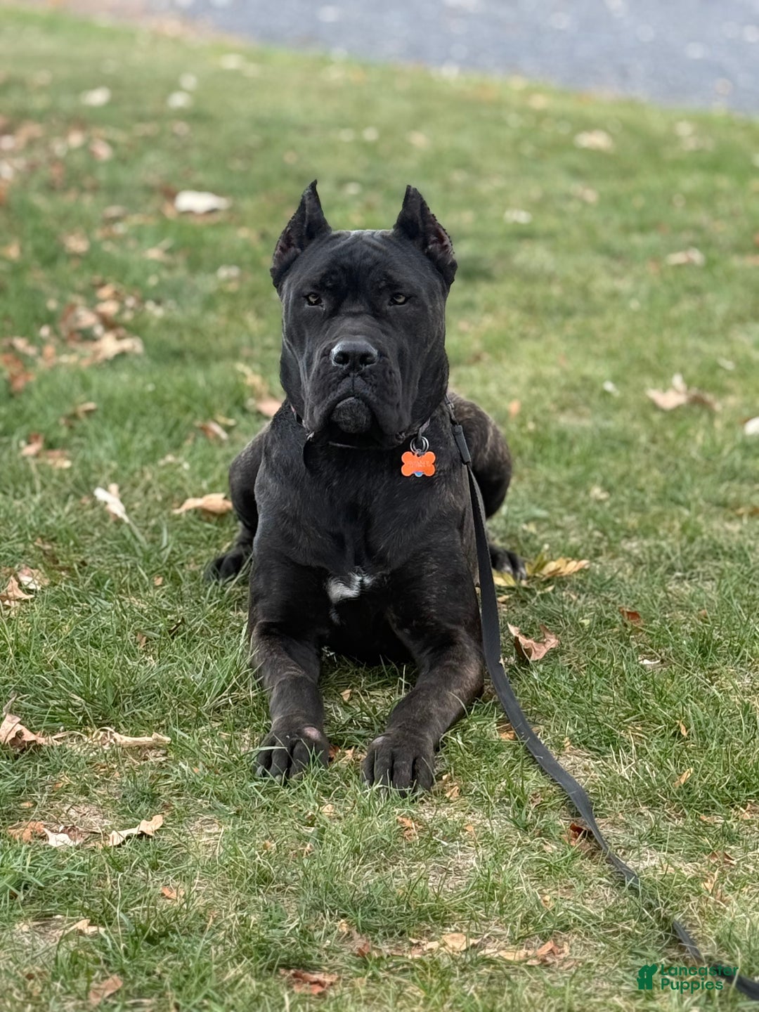 Mixed Breed dogs for sale: Purple - Ad 2