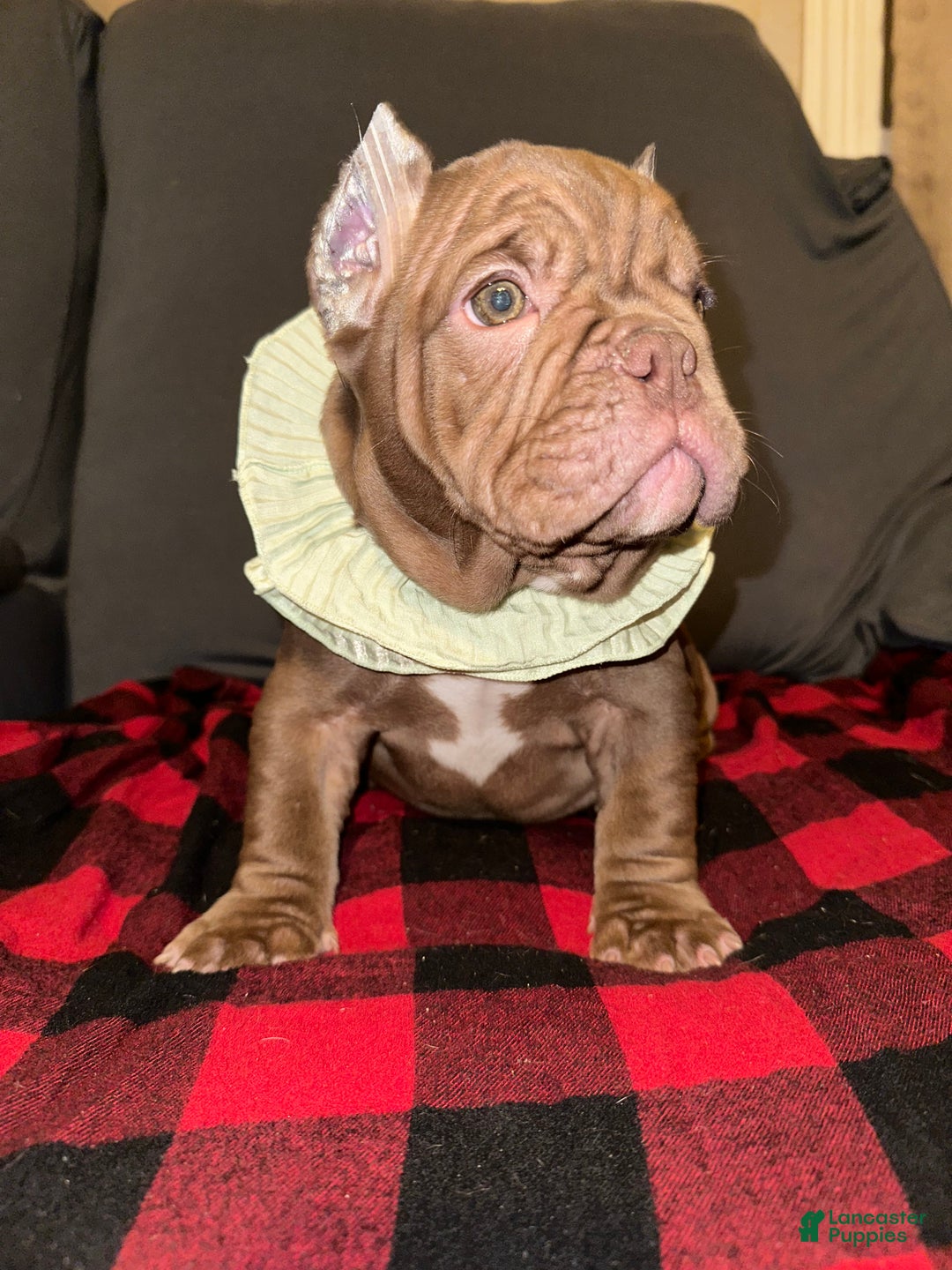 American Bully dogs for sale: Honey - Ad 1