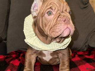 American Bully dogs Honey - Ad 6