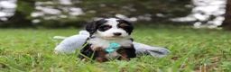 Mini Bernedoodle dogs for sale: Tommy 🐾 - Ad 5