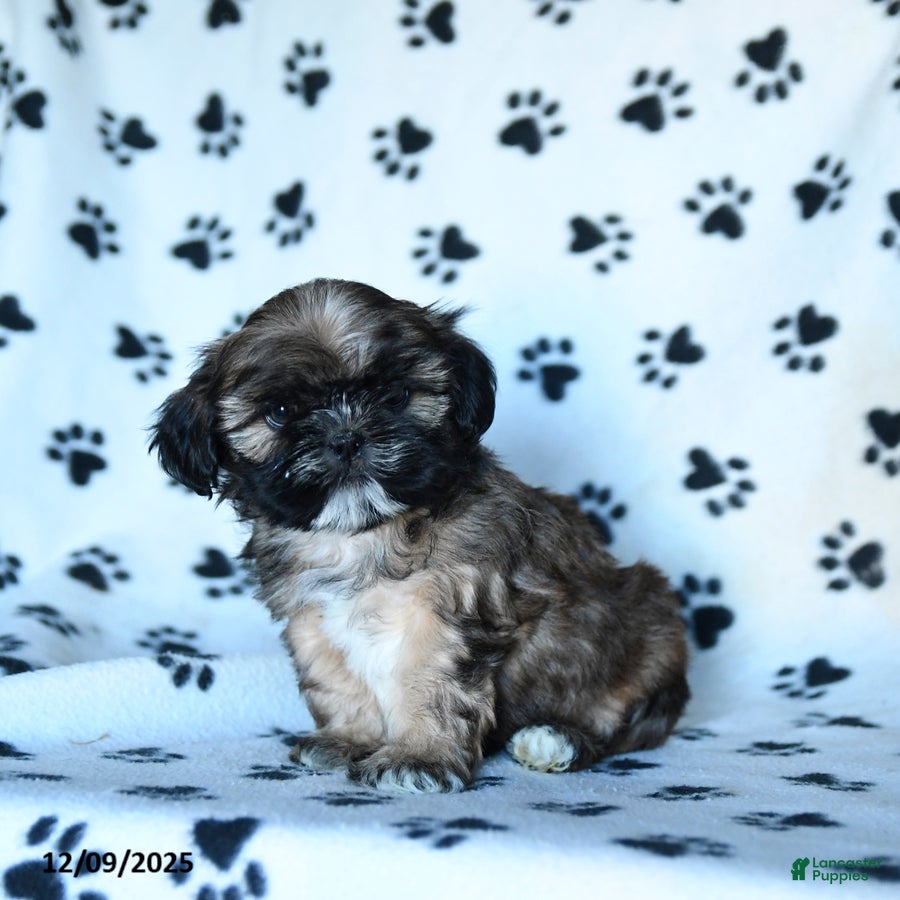 Shihpoo dogs Malcolm - Ad 8
