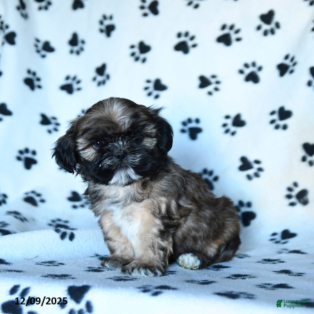 Shihpoo dogs for sale: Malcolm - Ad 1