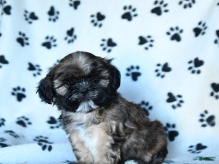 Shihpoo dogs Malcolm - Ad 1