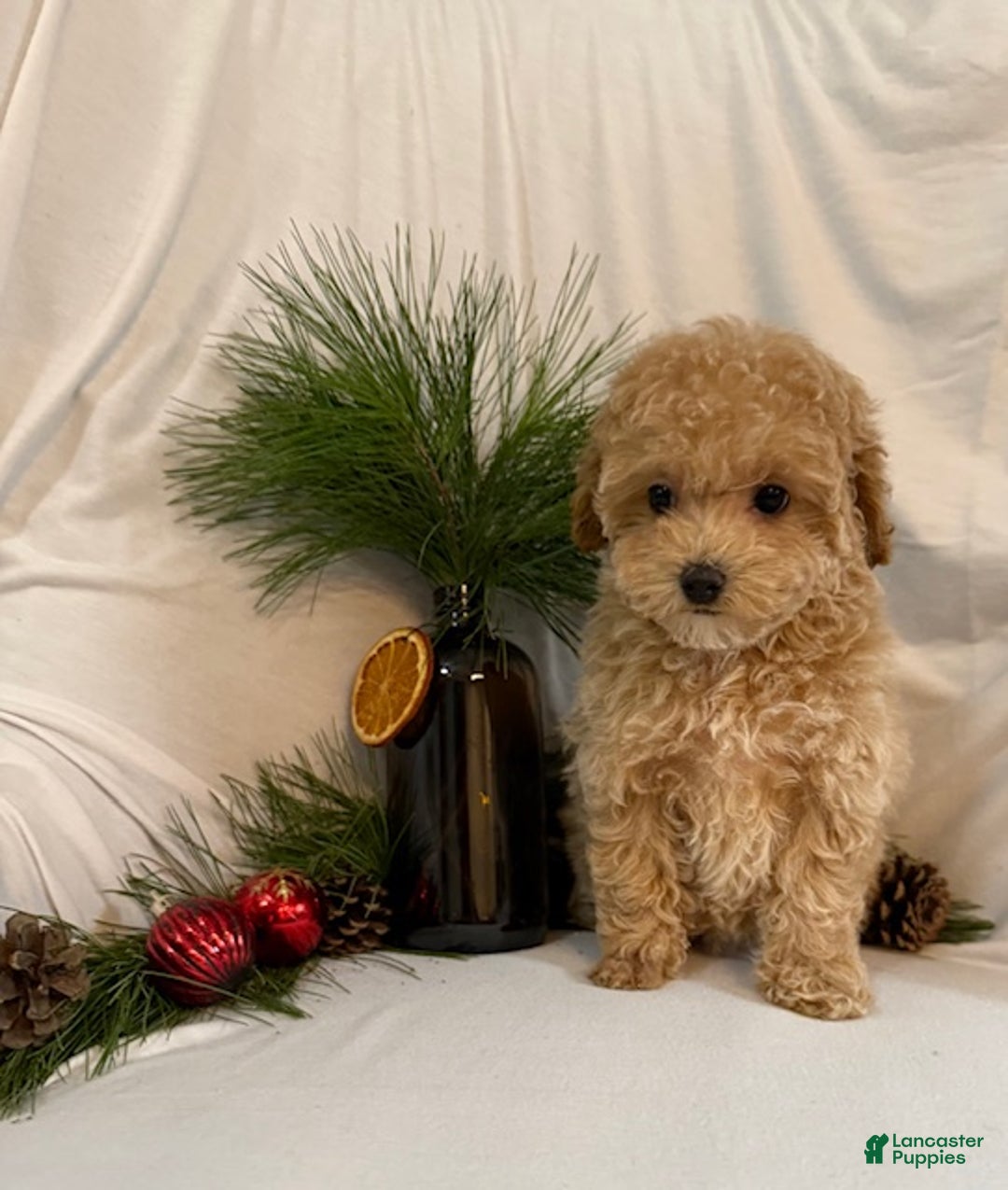 Toy Poodle dogs for sale: Gina - Ad 3